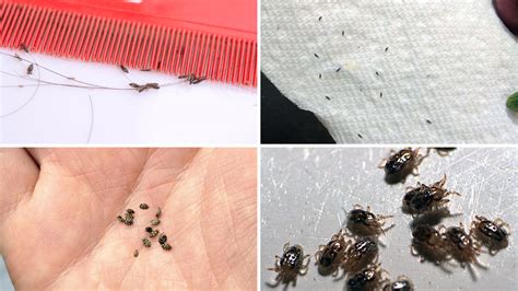 How to Deal with Large Black Flying Bugs That Look .